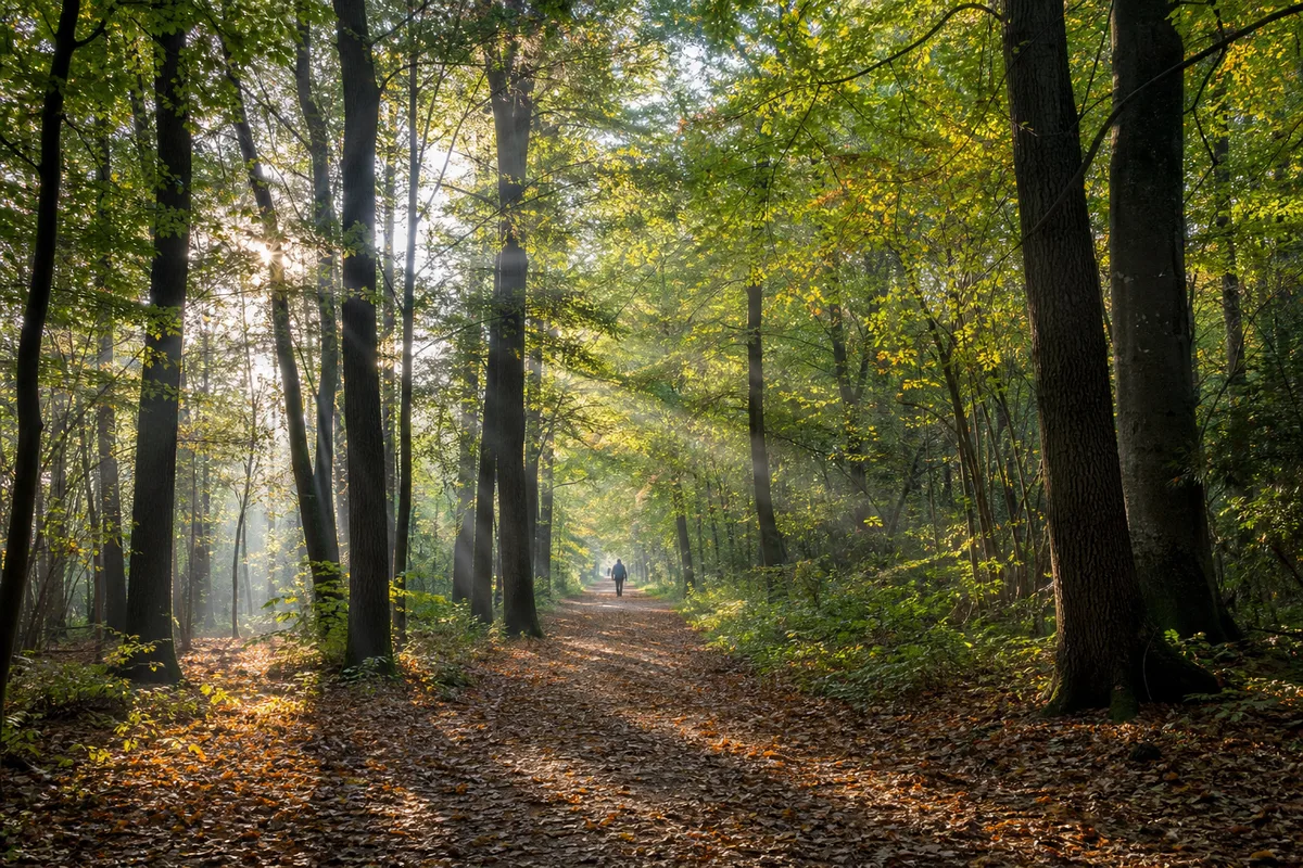 Sentier forestier ensoleillé dans la forêt de Chailluz près de Besançon